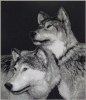 Pack_Mates_5297b8830eec4.jpg
